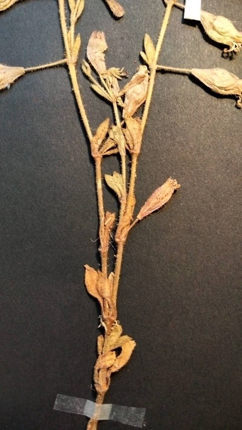 Silene odontopetala — houseplant care guide