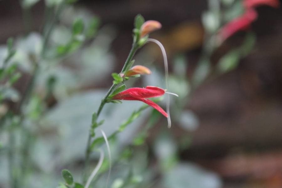 Dicliptera sexangularis — search result for 'Acanthaceae'