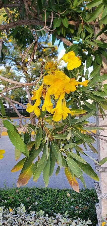 Tabebuia aurea flower