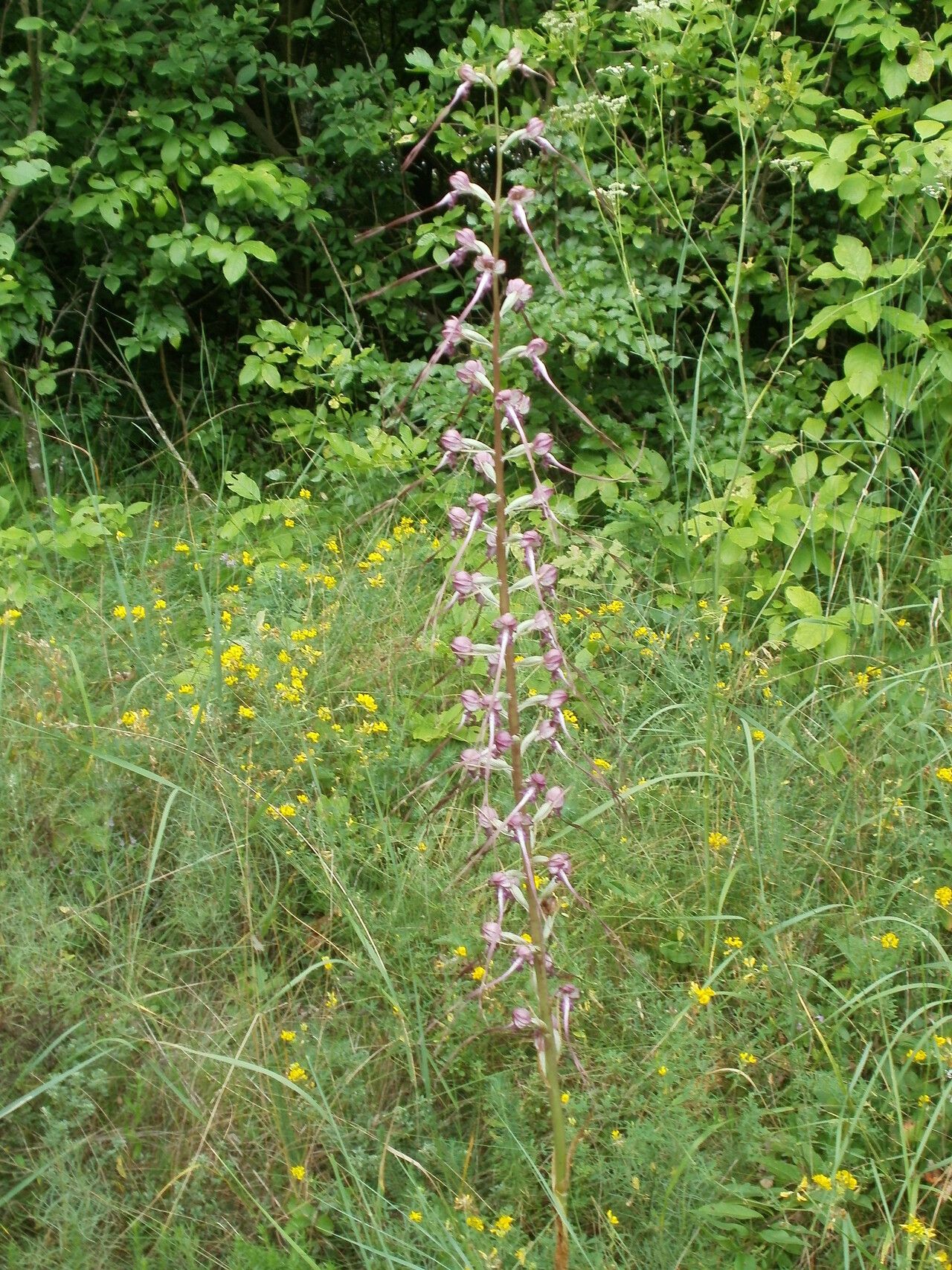 Himantoglossum calcaratum habit