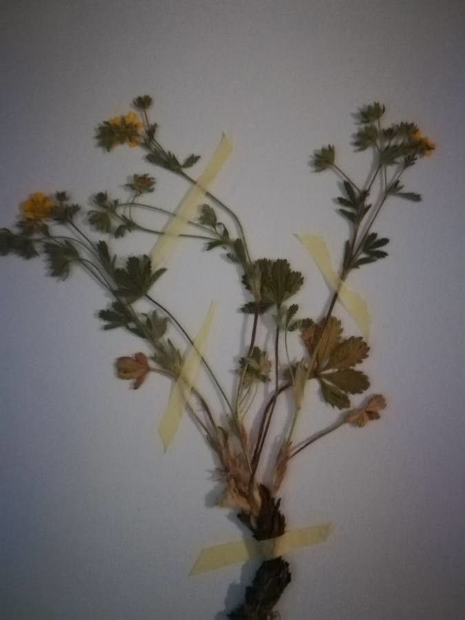 Potentilla arenosa — search result for 'Potentilla'