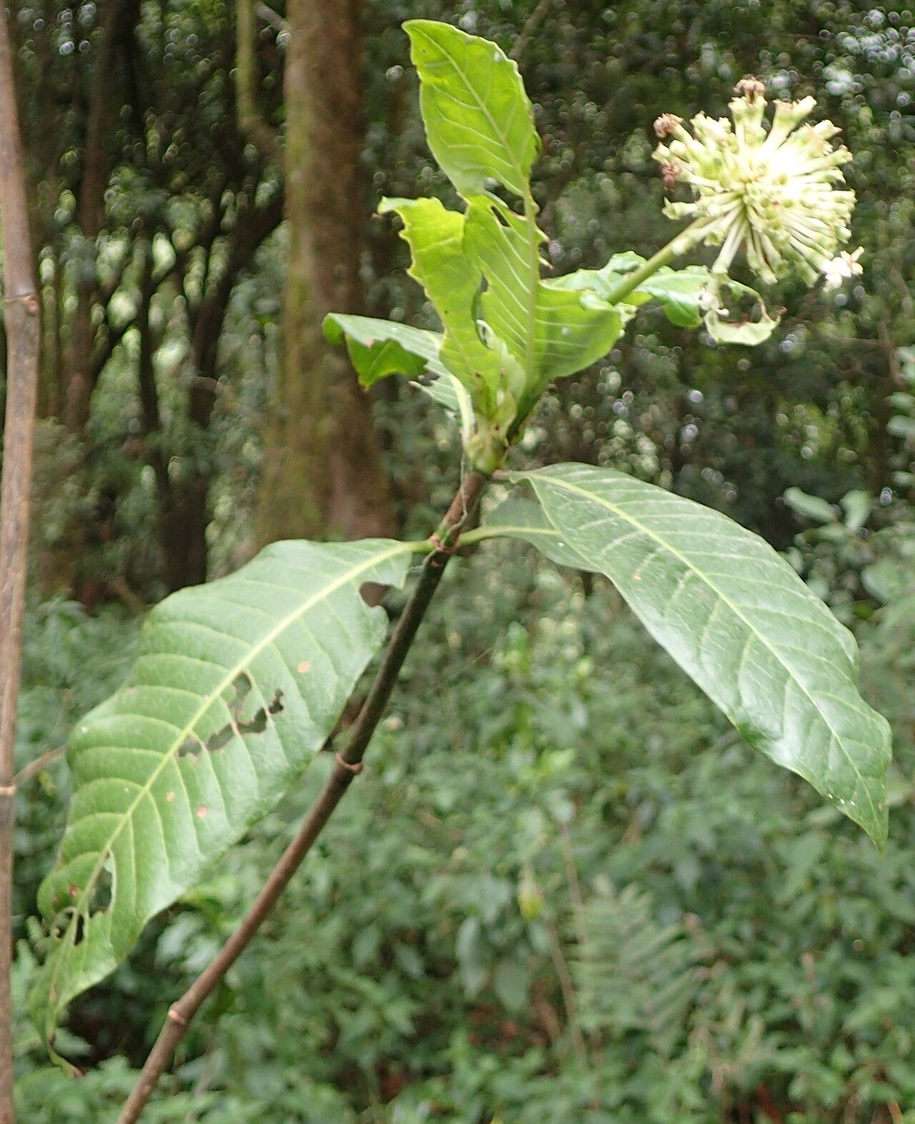 Psychotria altimontana habit
