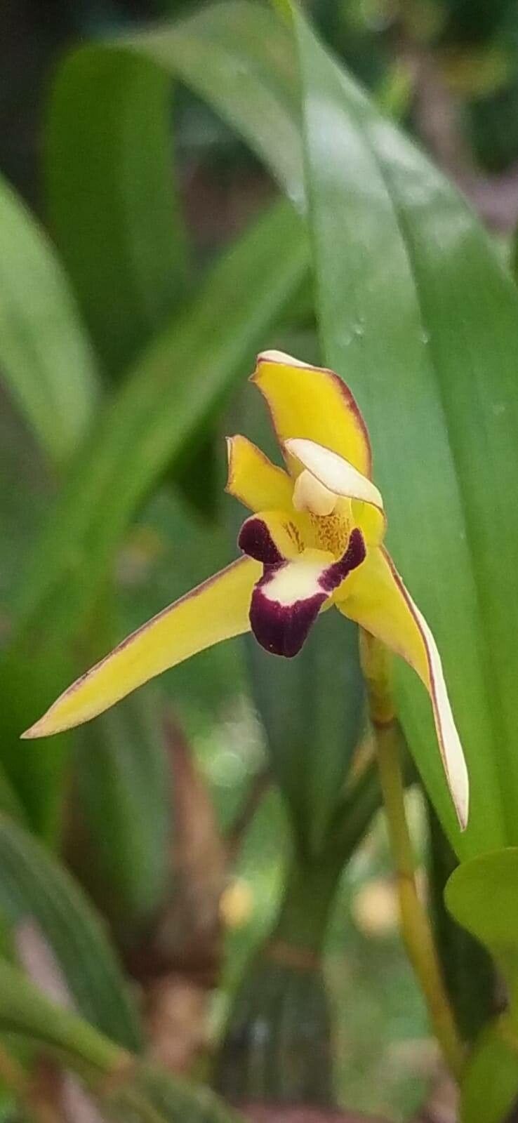 Maxillaria marginata flower