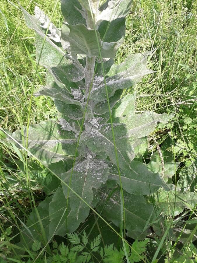 Verbascum pulverulentum leaf