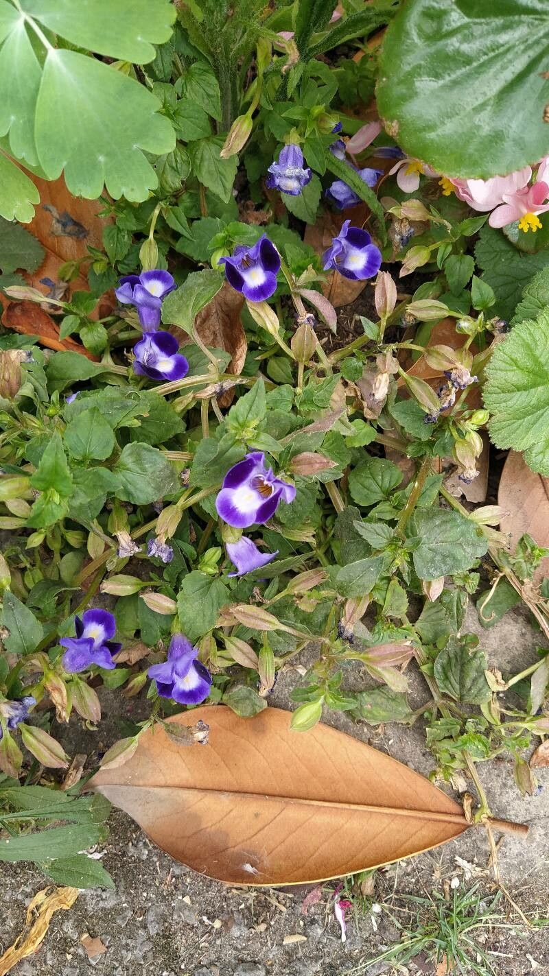 Torenia asiatica flower