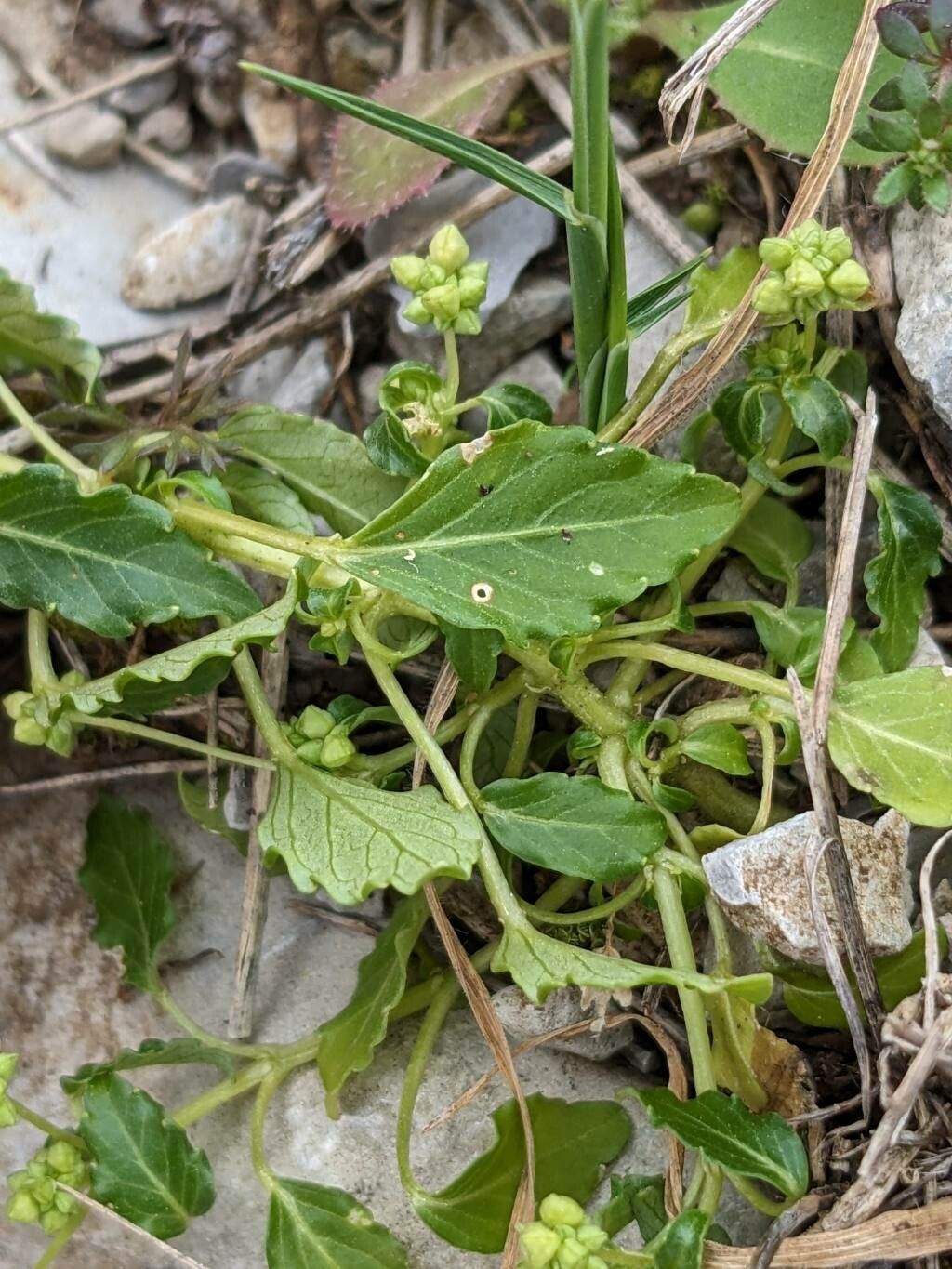 Mercurialis huetii — houseplant care guide