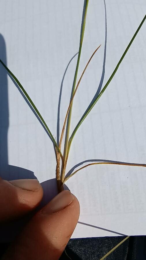 Juncus gerardi — search result for 'Juncaceae'