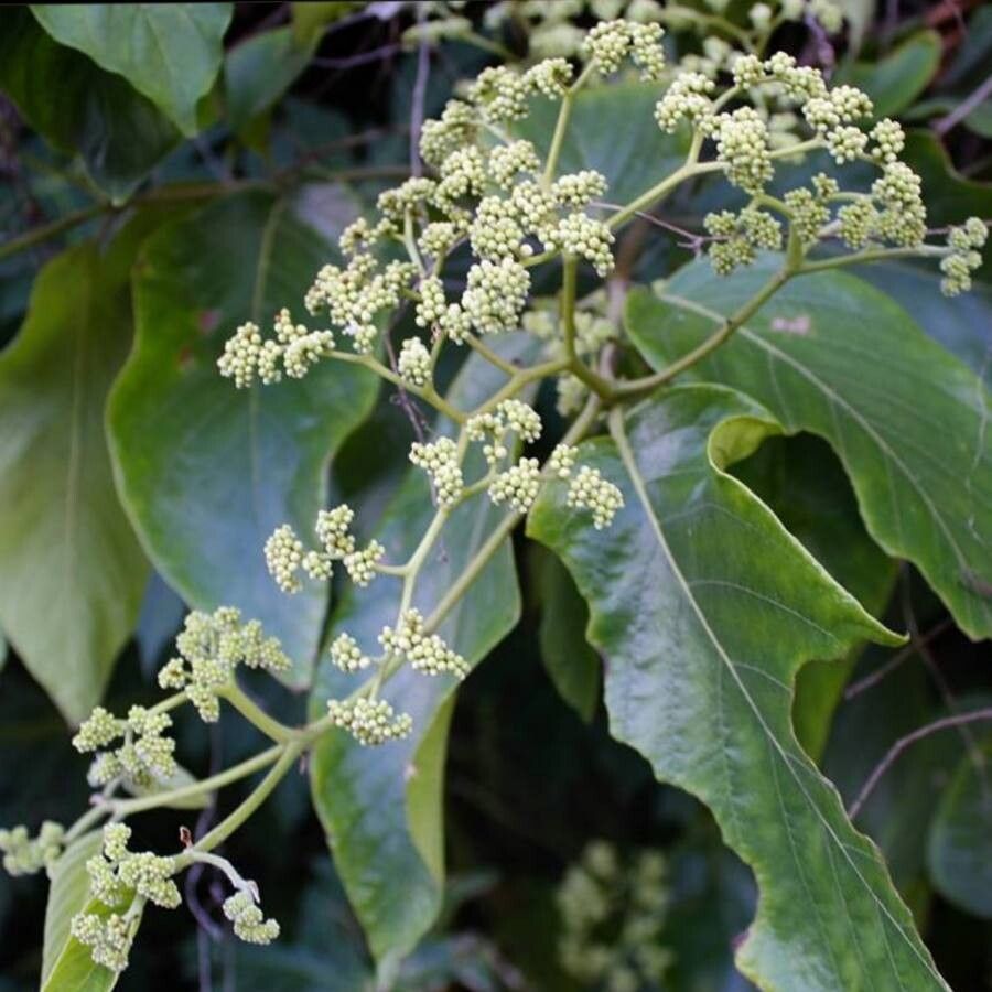 Cordia panamensis — houseplant care guide