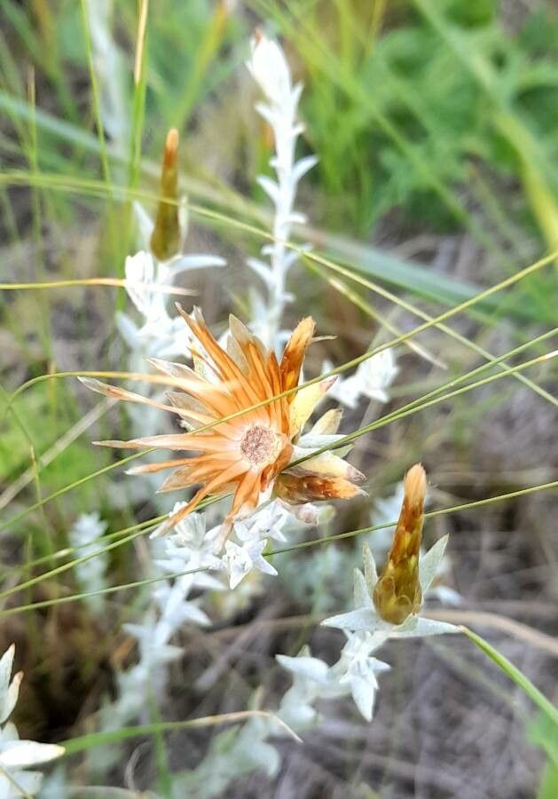 Lucilia acutifolia — related species from the same genus