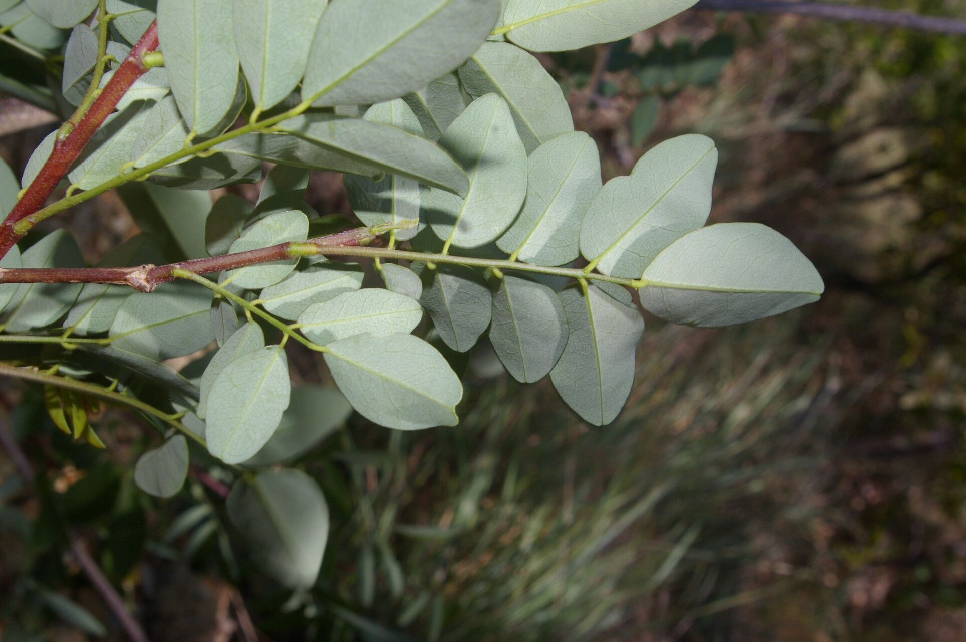 Coursetia elliptica habit