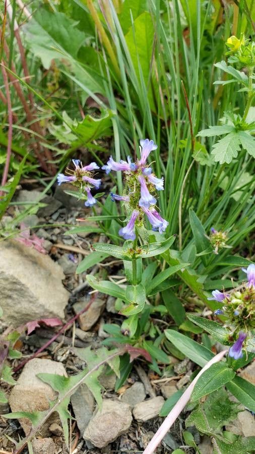 Penstemon procerus leaf