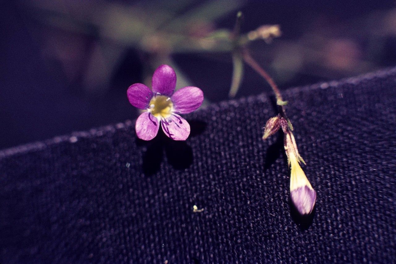 Navarretia capillaris — related species from the same genus