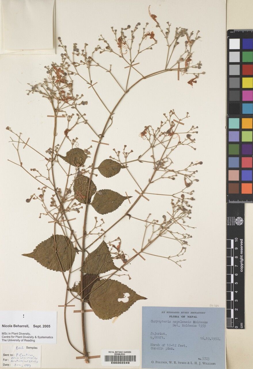 Discretitheca nepalensis — houseplant care guide