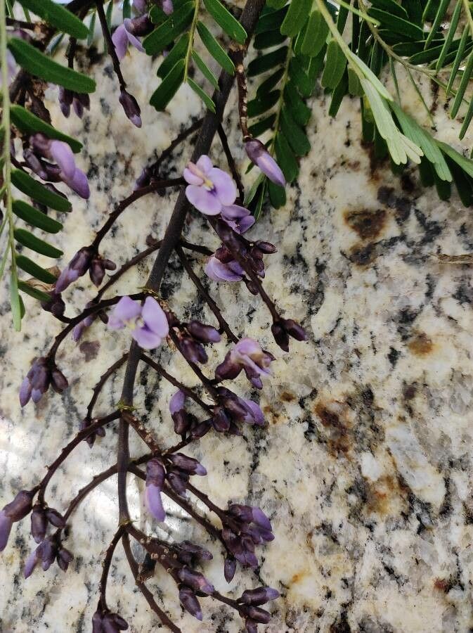 Machaerium aculeatum flower