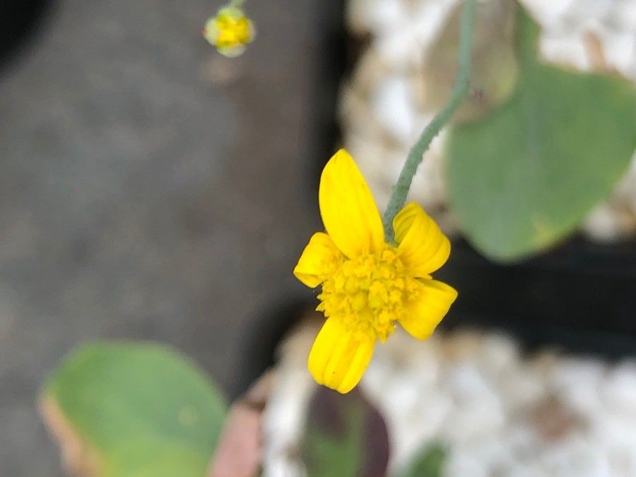 Othonna triplinervia flower