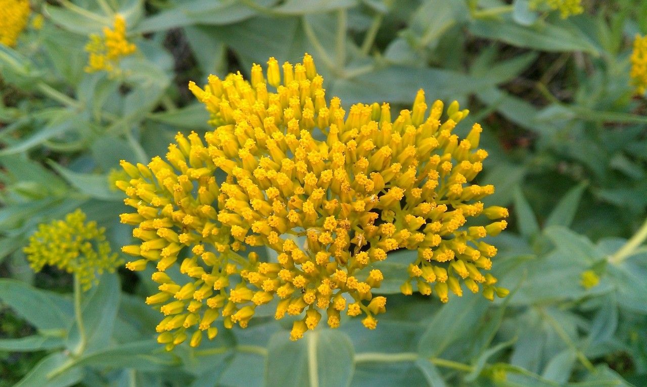 Flaveria chlorifolia flower