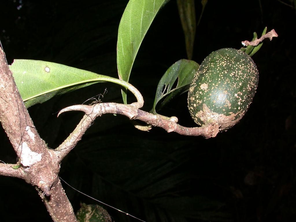 Randia altiscandens — related species from the same genus