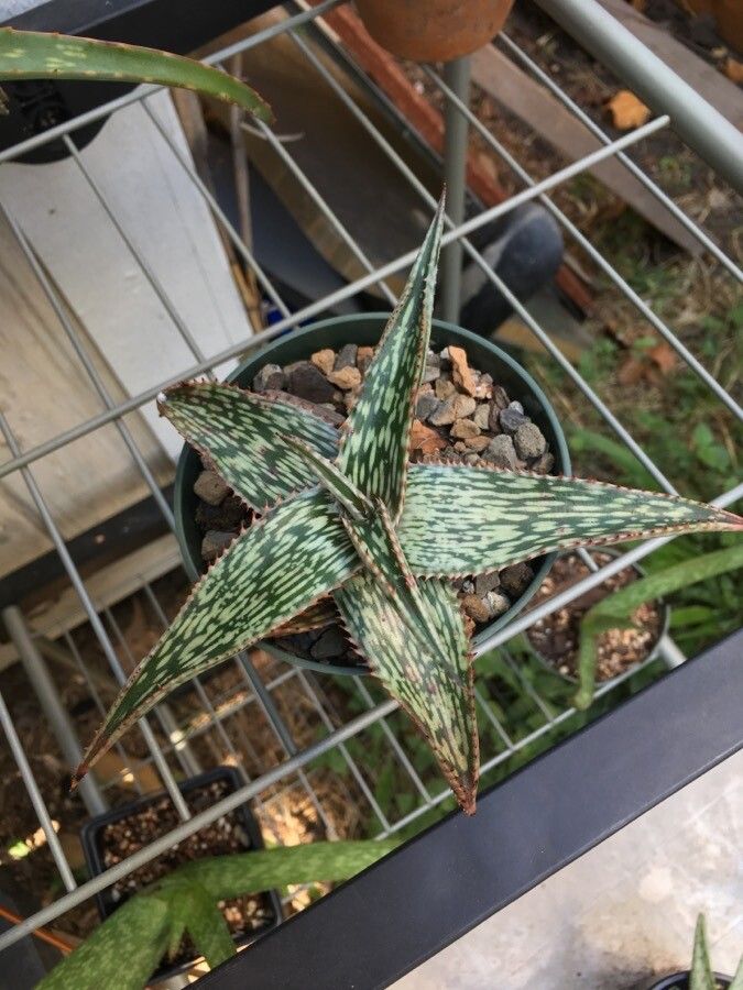 Aloe hemmingii — search result for 'Somalia'