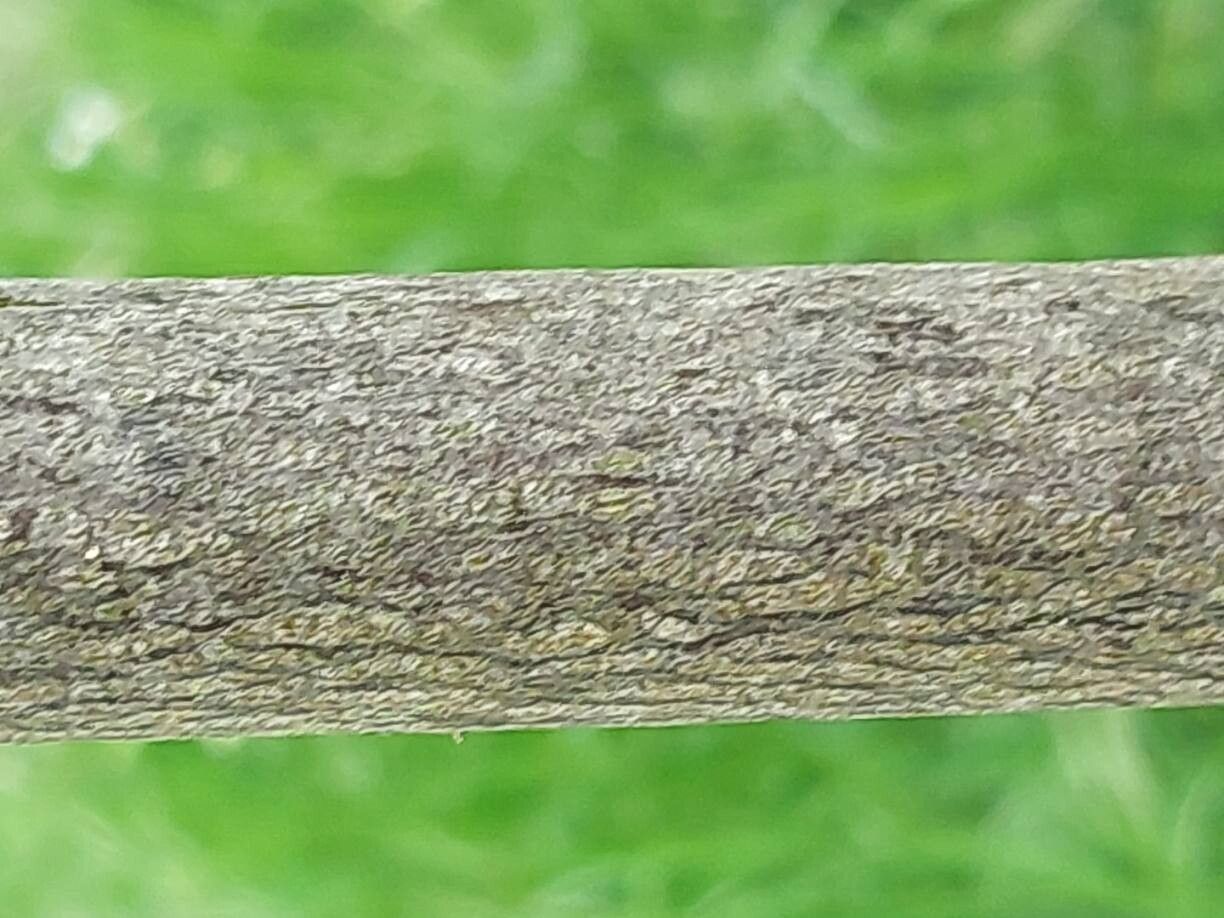 Hovenia tomentella bark