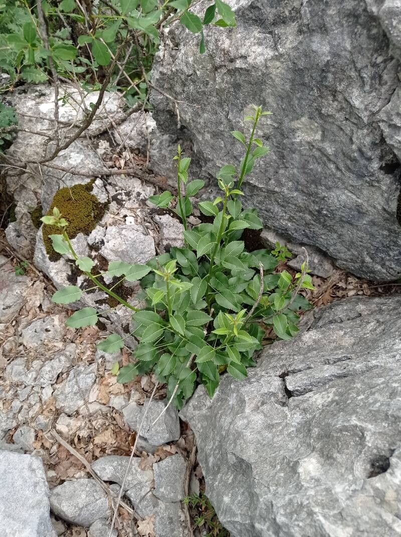 Campanula austroadriatica leaf