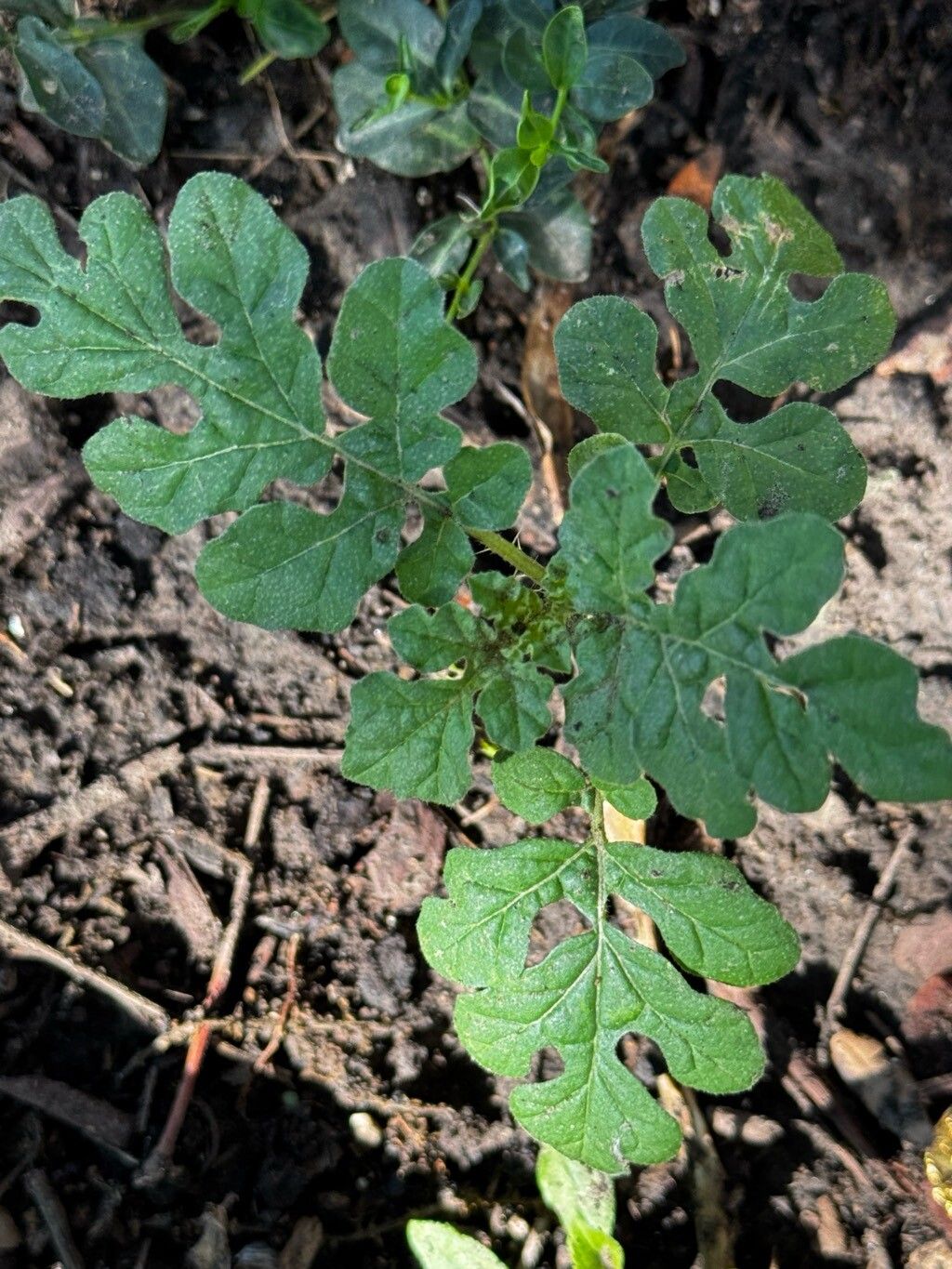 Solanum angustifolium — houseplant care guide