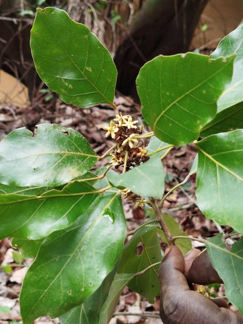 Cola laurifolia — houseplant care guide