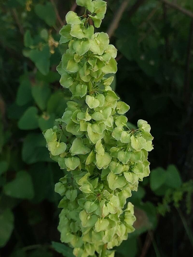 Rumex confertus fruit