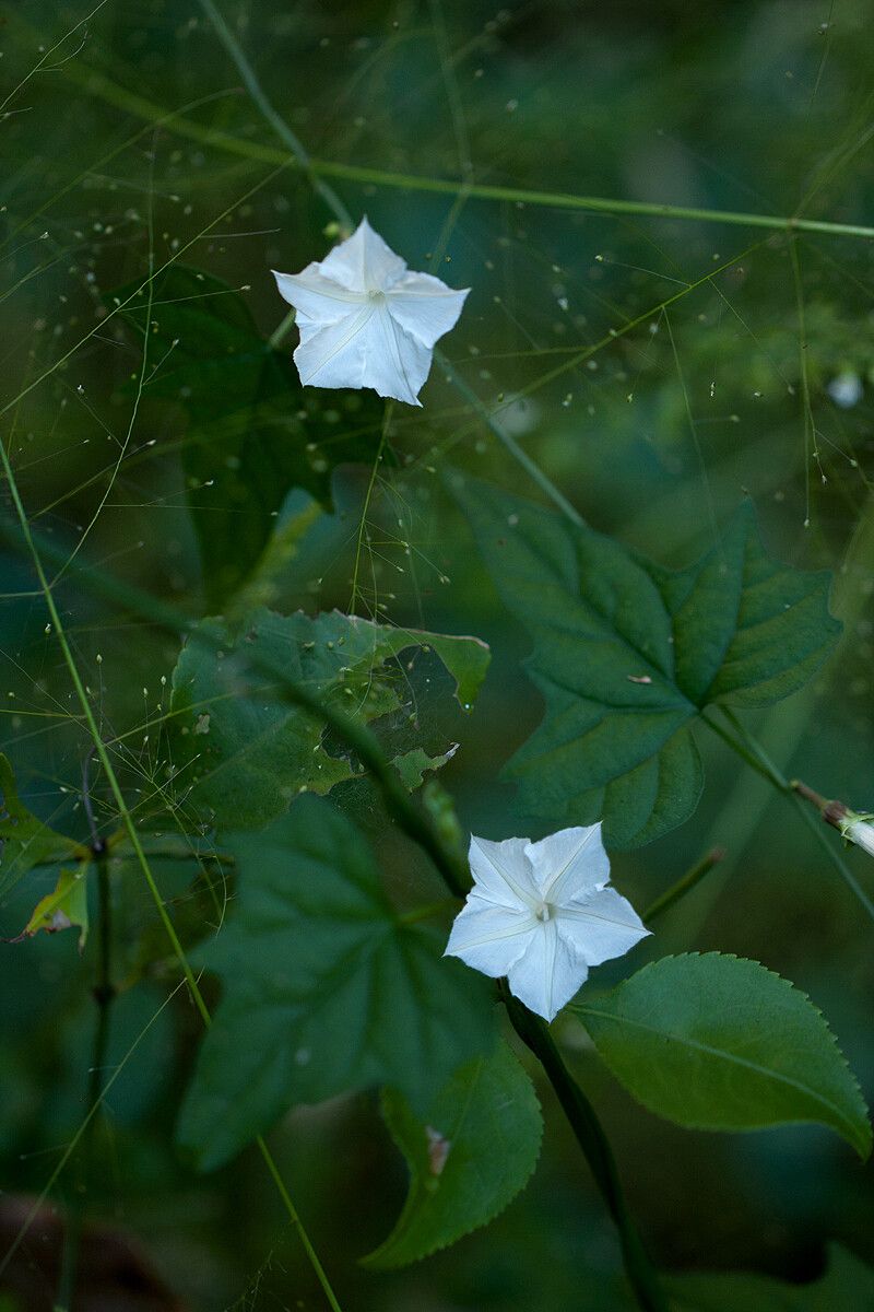 Ipomoea simonsiana flower