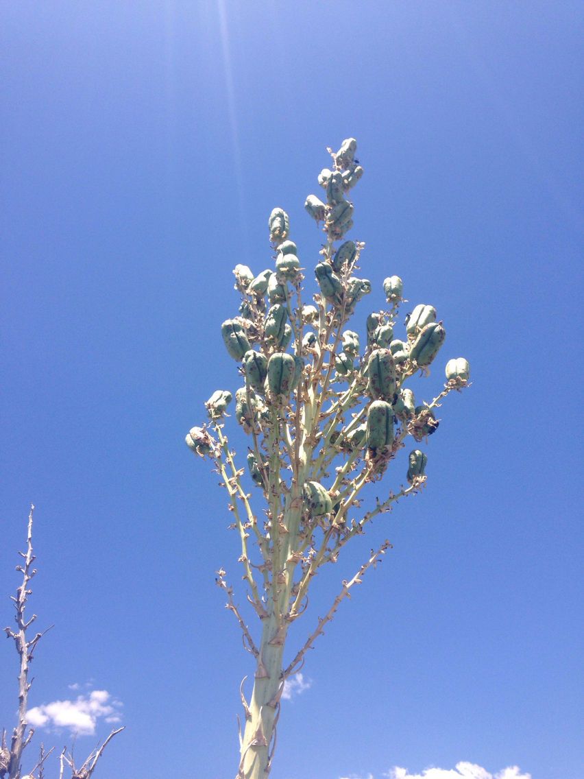 Yucca elata fruit