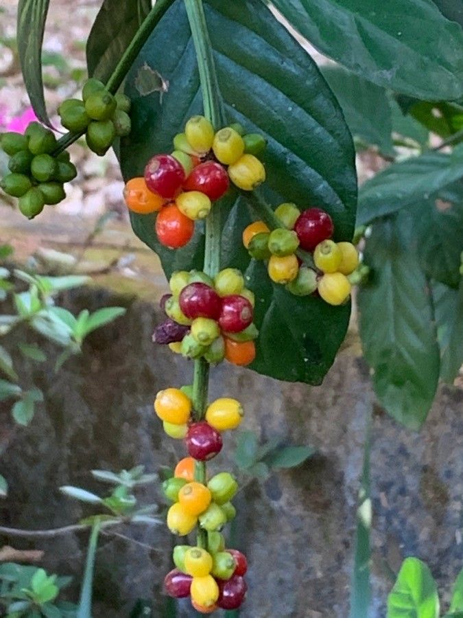 Psychotria viridis fruit