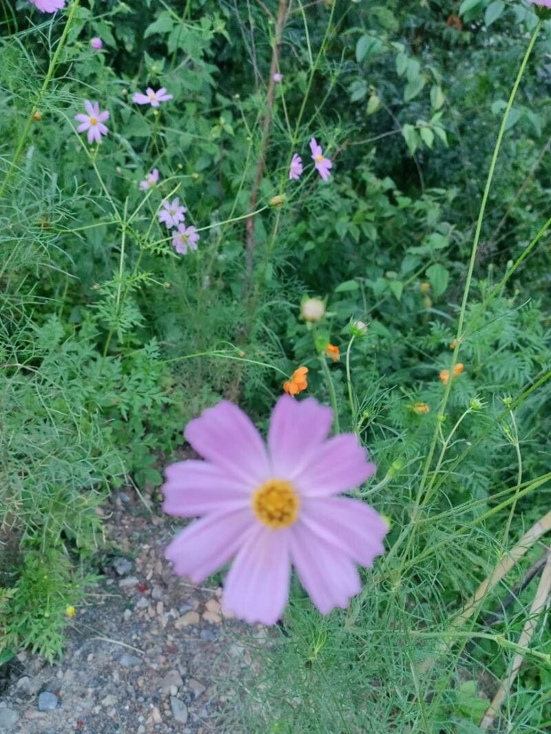 Cosmos parviflorus flower