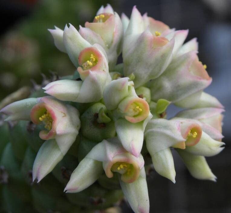 Euphorbia heteropodum — houseplant care guide