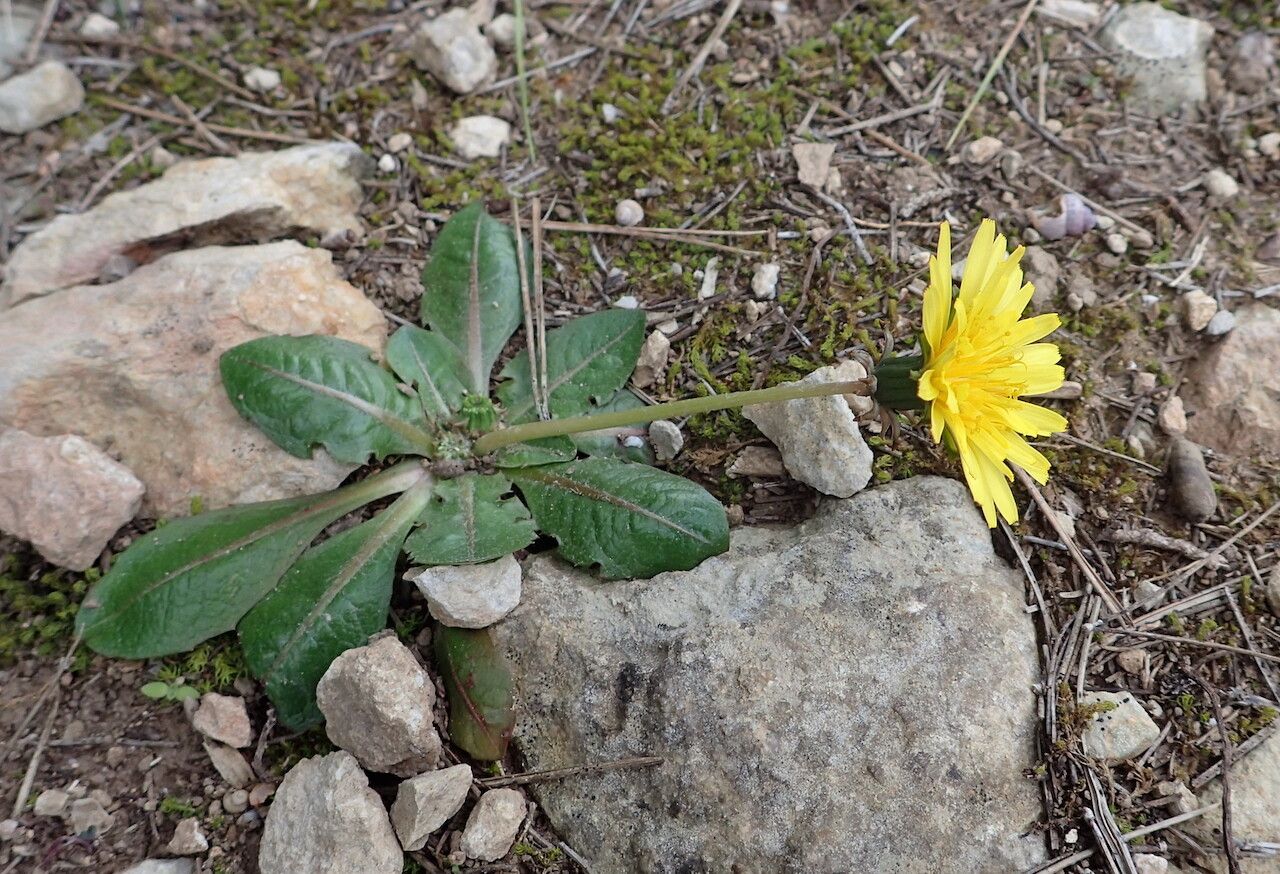 Taraxacum obovatum leaf