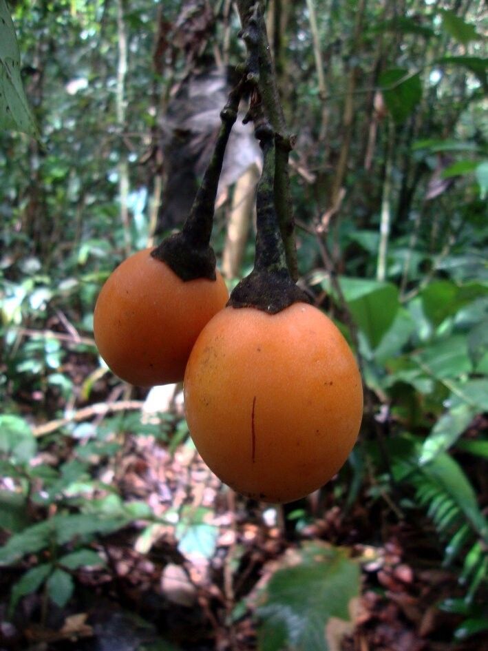 Solanum proteanthum — houseplant care guide