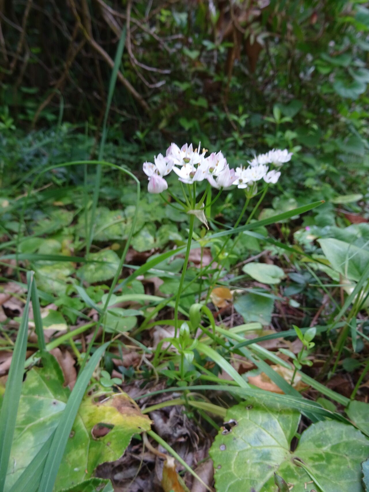 Allium trifoliatum habit