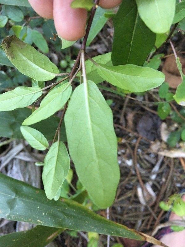 Solanum insulae-pinorum leaf