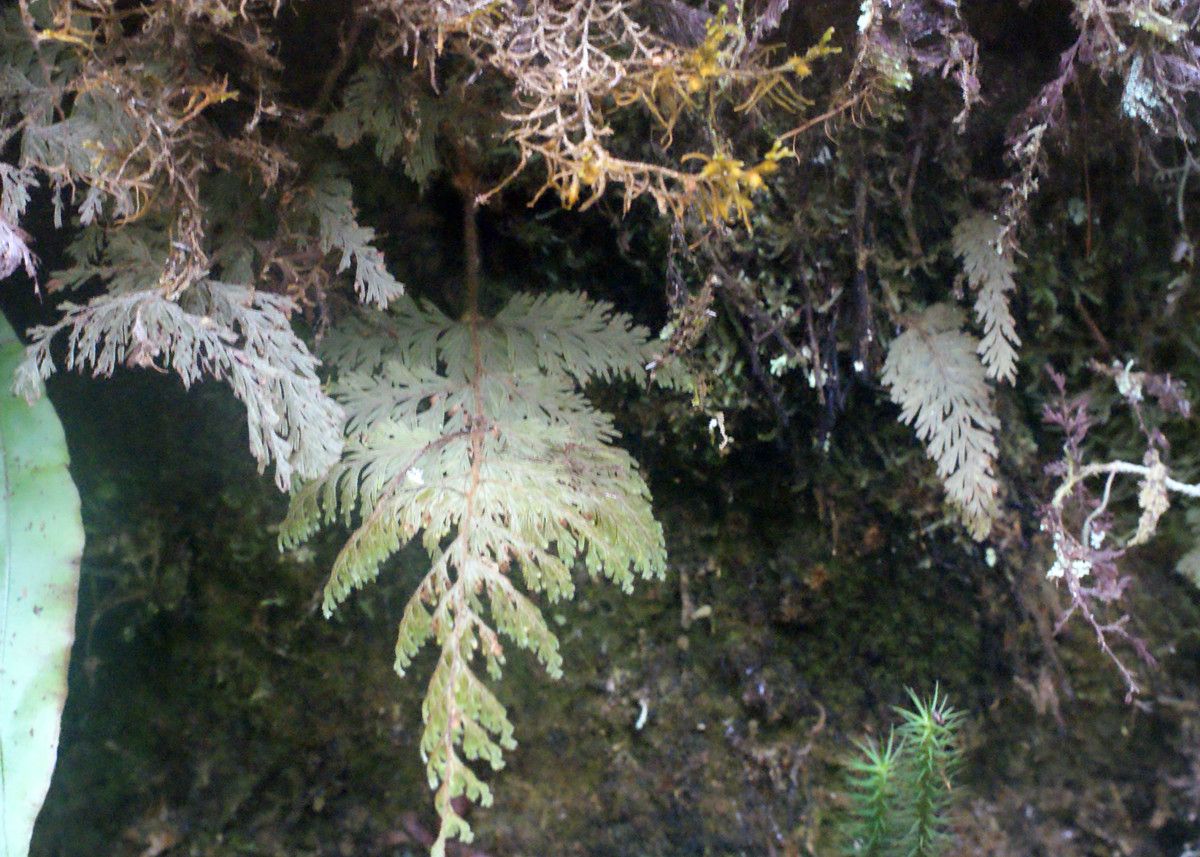 Selaginella fruticulosa habit