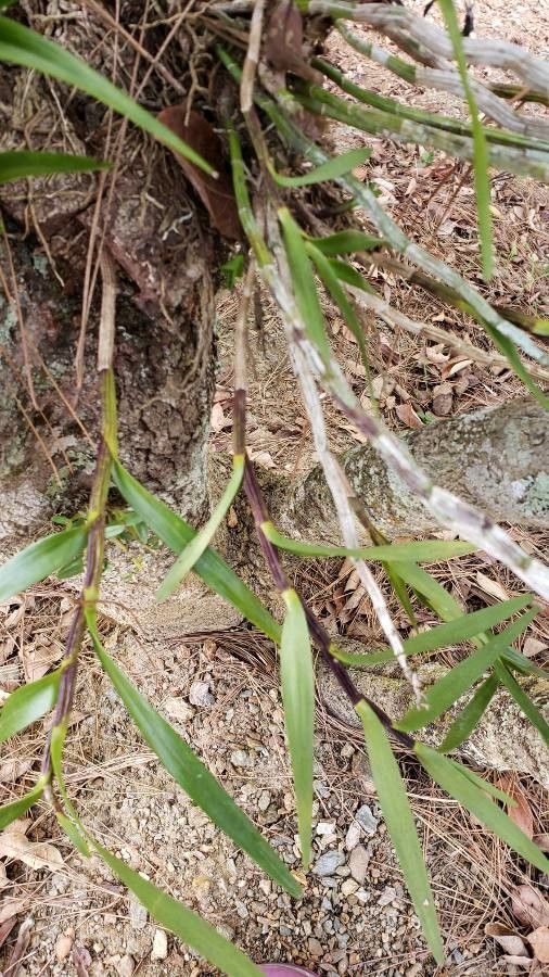 Dimerandra emarginata leaf