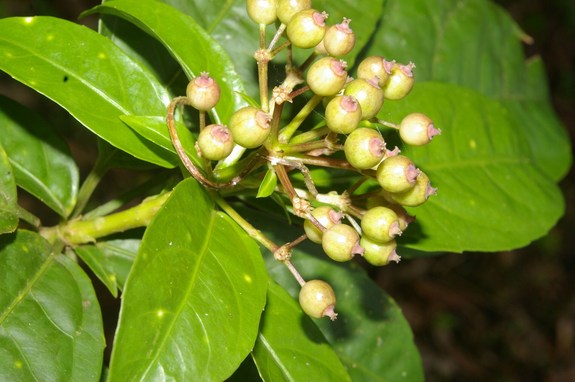 Dendropanax stenodontus fruit