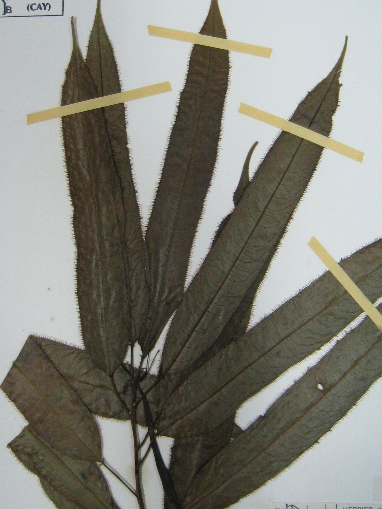Sapium ciliatum — related species from the same genus