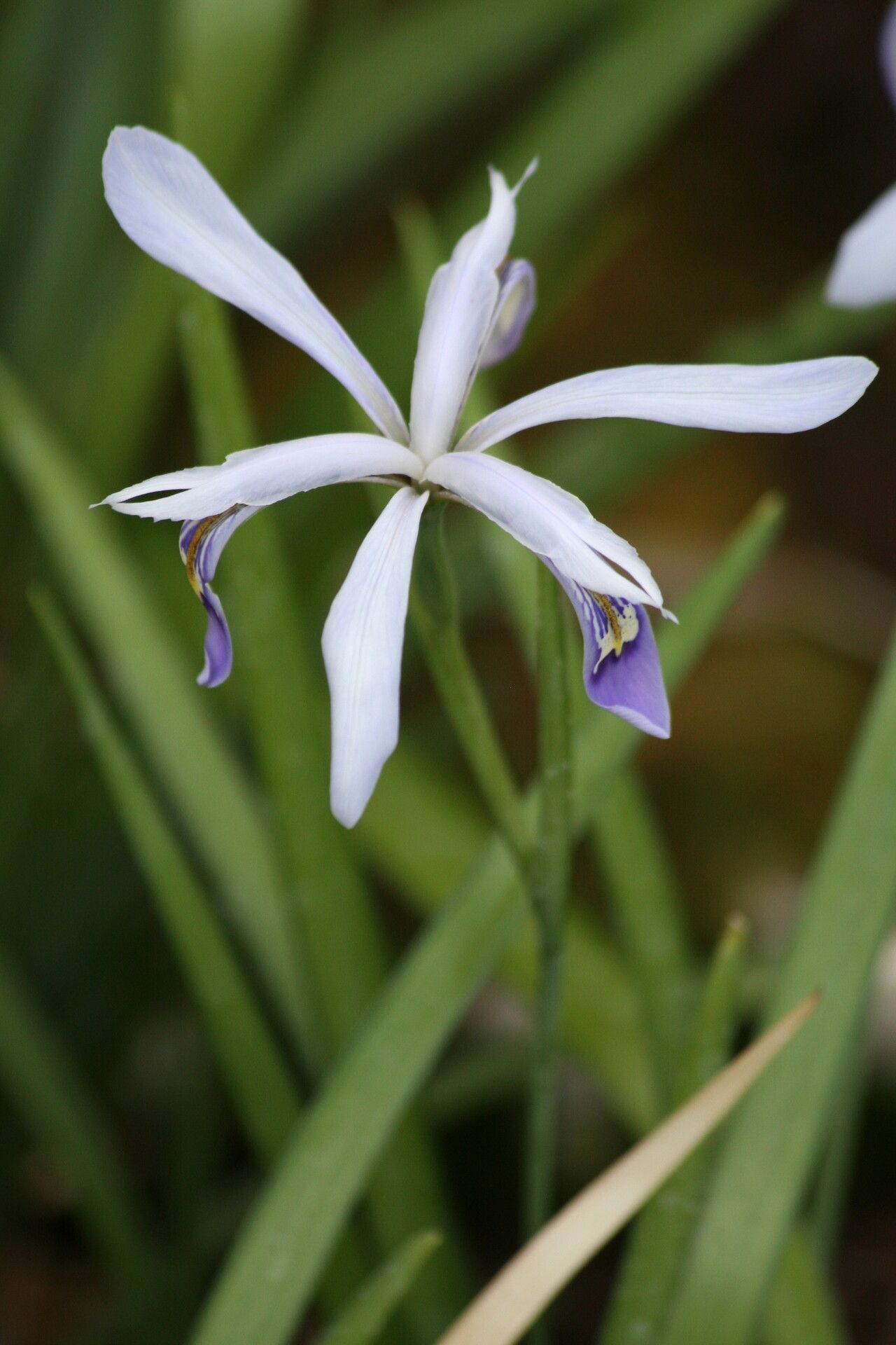 Iris speculatrix — houseplant care guide