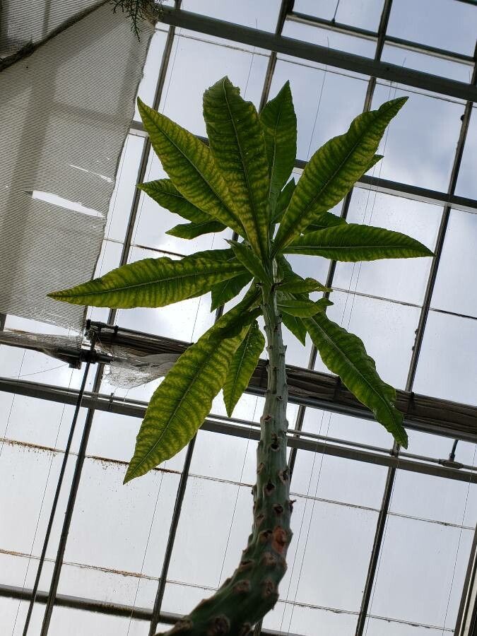 Lobelia nicotianifolia — houseplant care guide