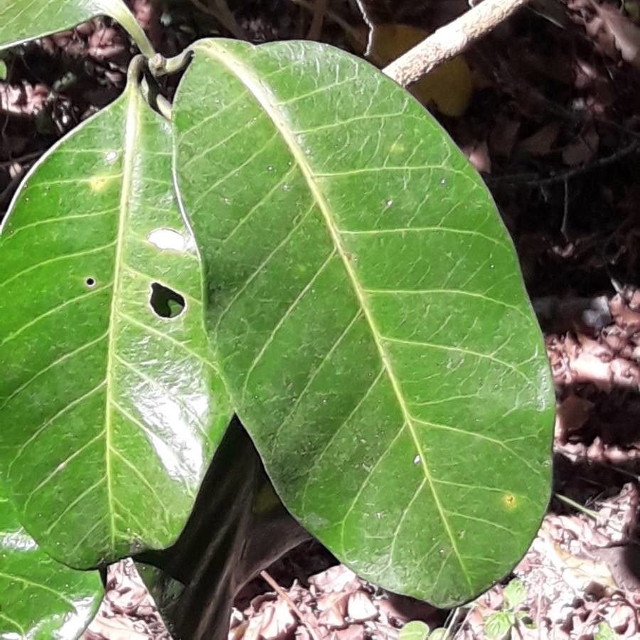 Tabernaemontana cerifera — search result for 'Tabernaemontana'