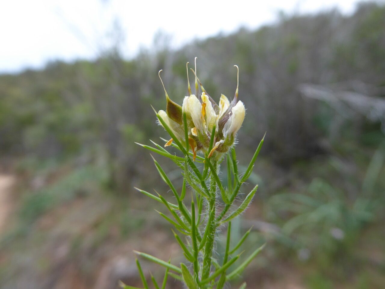 Genista hispanica fruit
