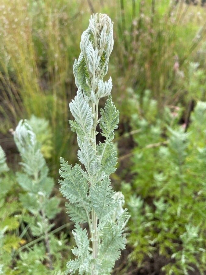 Artemisia afra bark