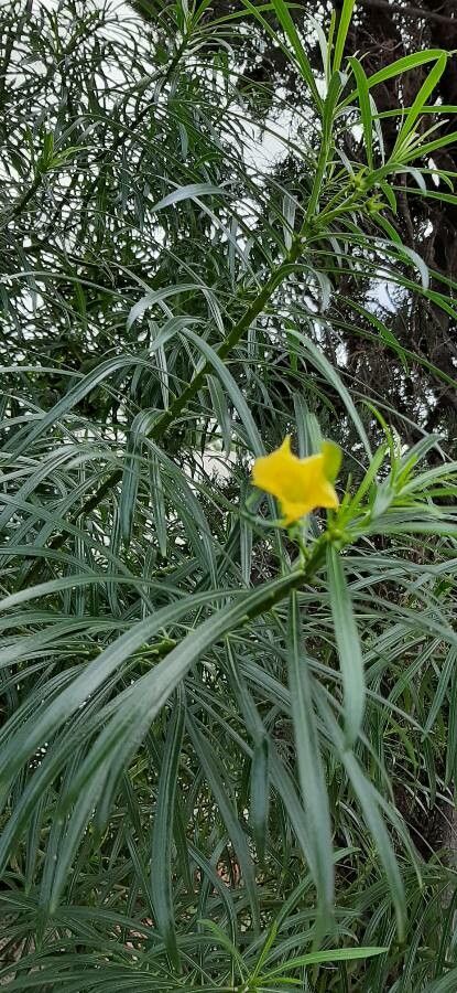 Thevetia neriifolia flower