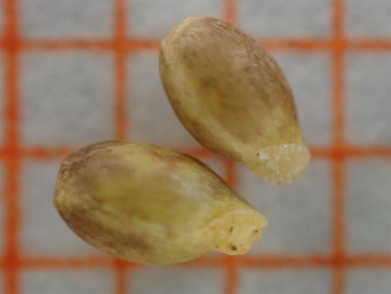 Viola Biflora fruit