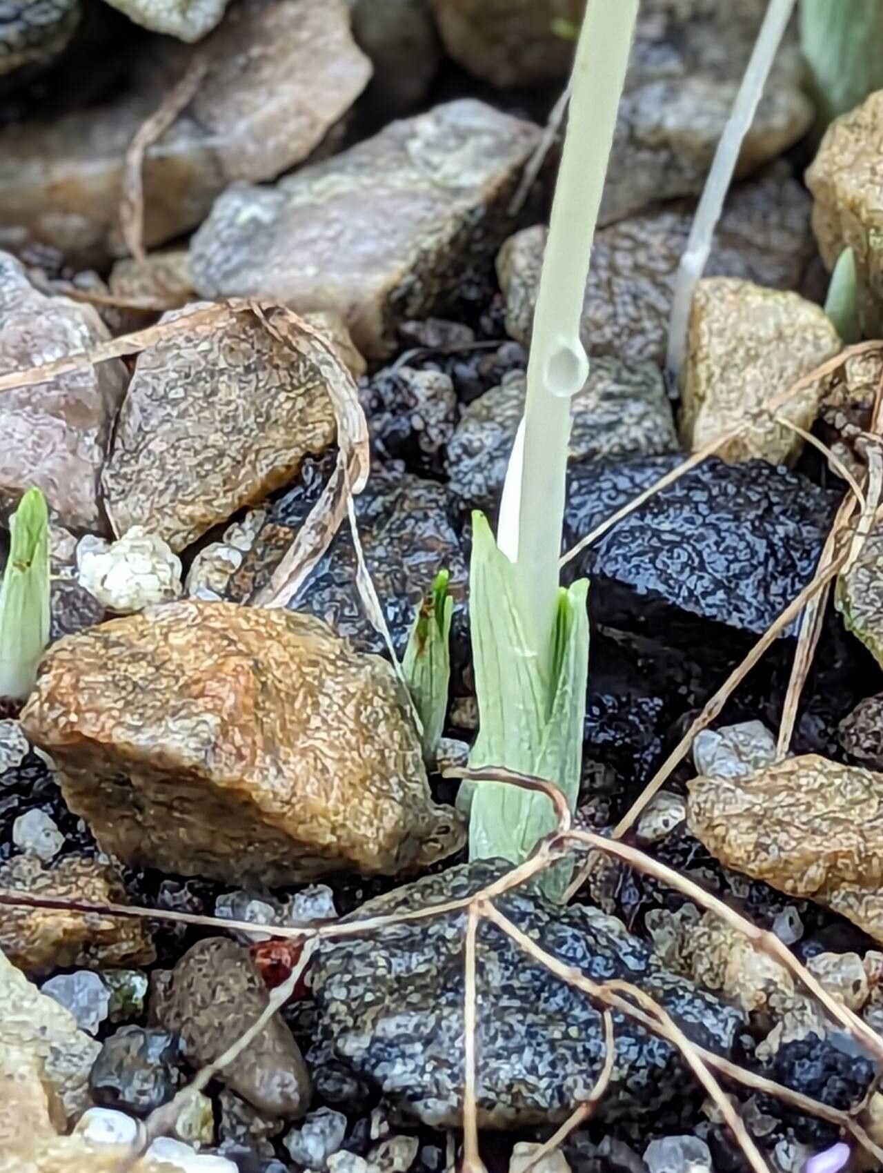 Crocus kotschyanus — houseplant care guide