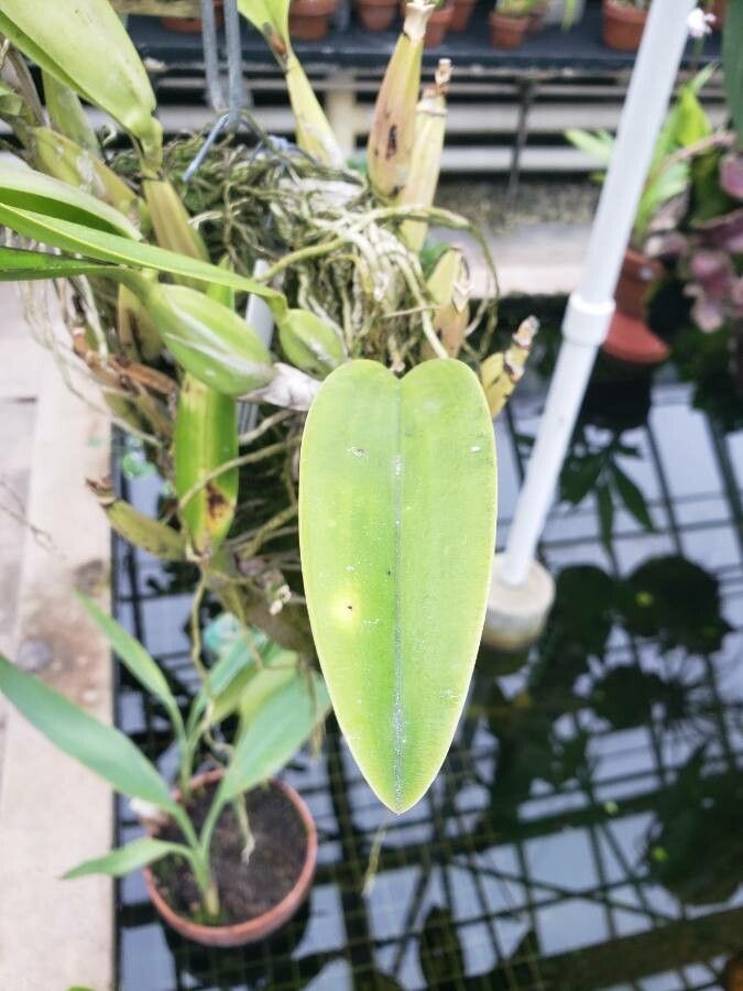 Laelia anceps leaf