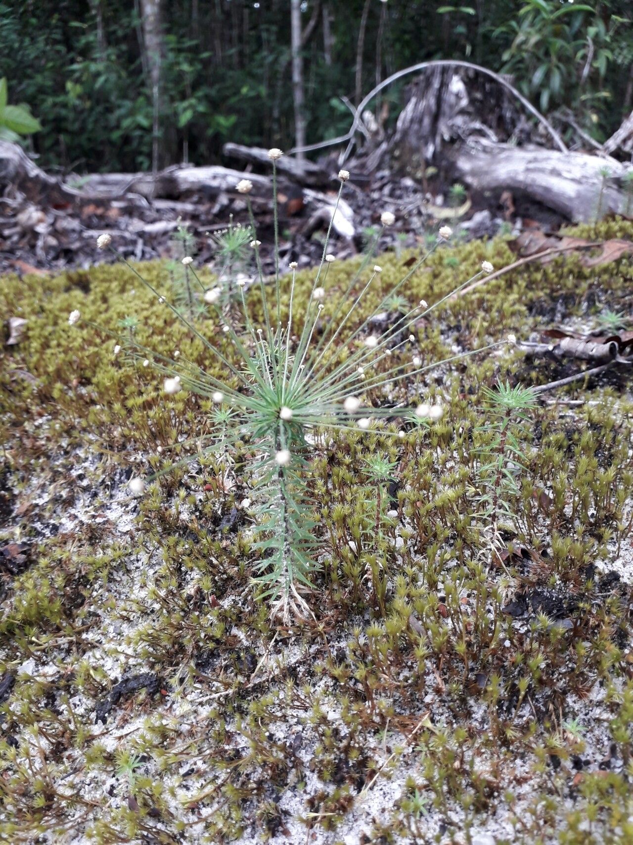 Paepalanthus fasciculatus habit